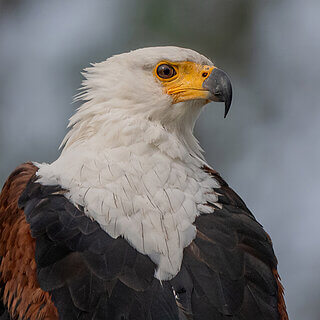 Lake Naivasha - African fish eagle